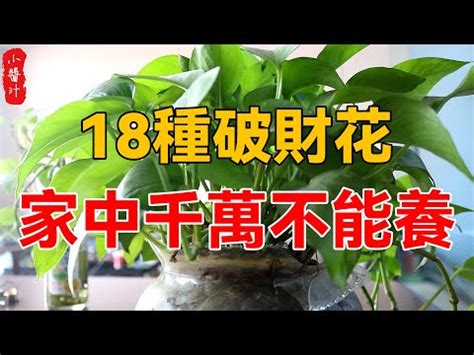 萬年青放門口|大門口適合放什麼植物：擋煞化煞招財好運 